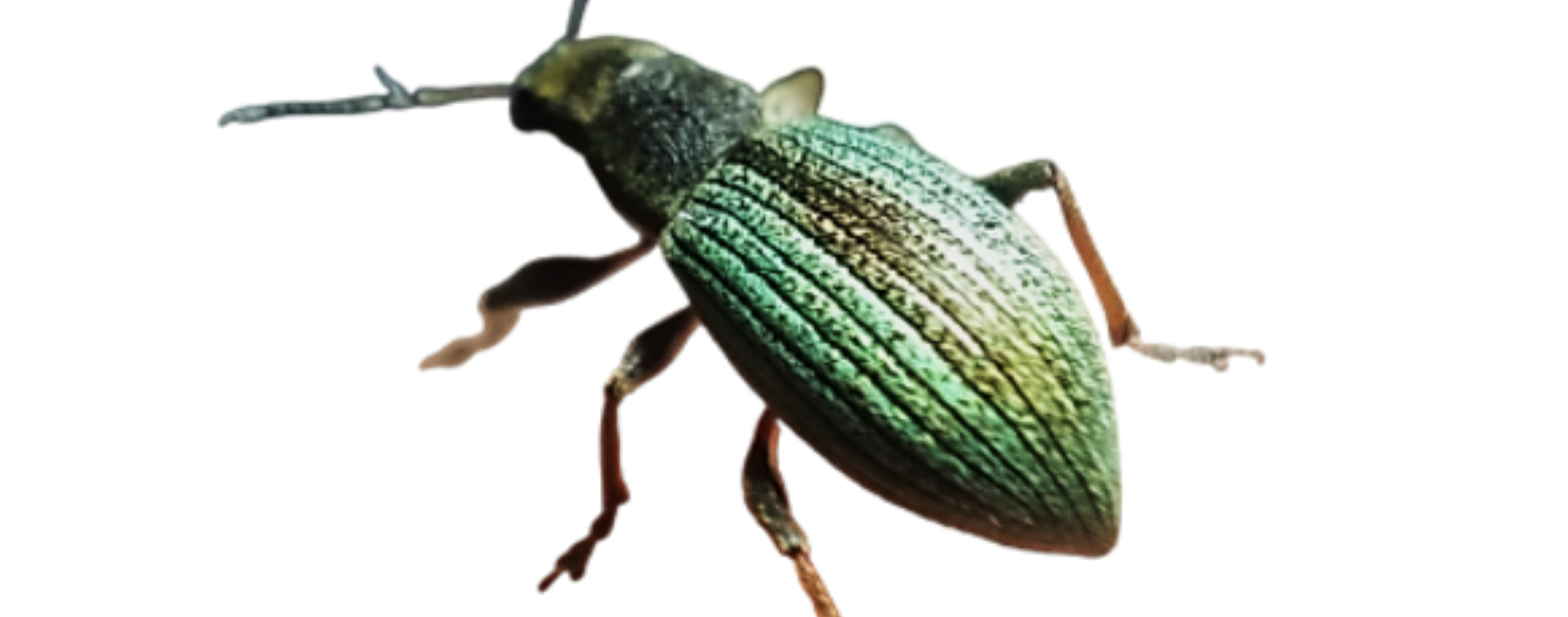 Pedrolho